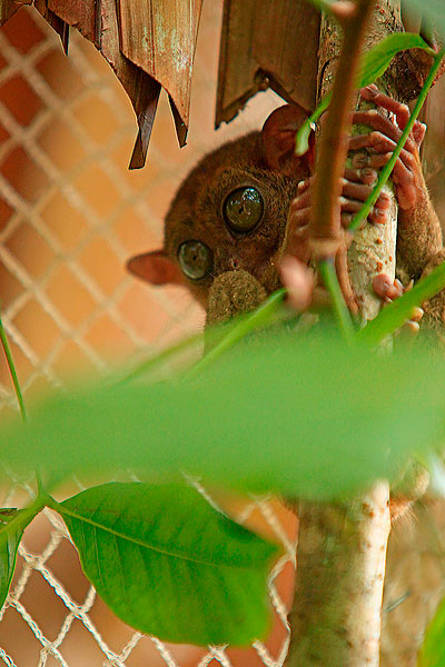 Le tarsier est nocturne. D'où ses énormes yeux !