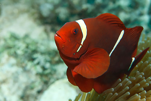 Poisson clown epineux