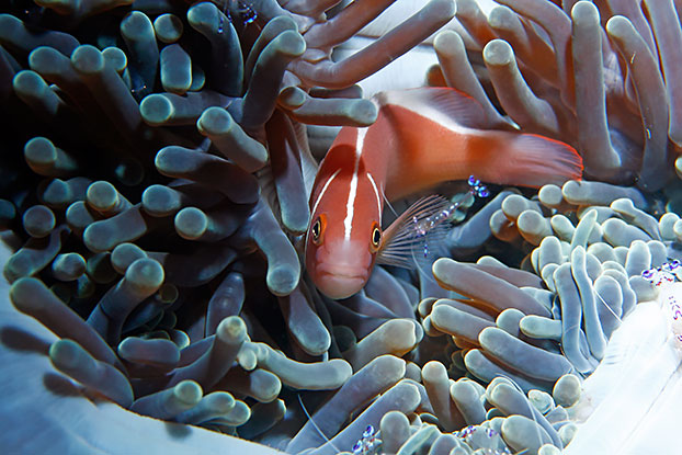 Poisson clown à collier et ses crevettes