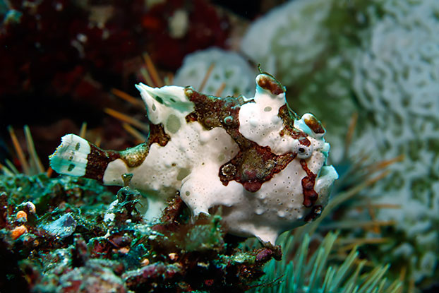 N'aimant pas nager, il peut rester au même endroit très longtemps.