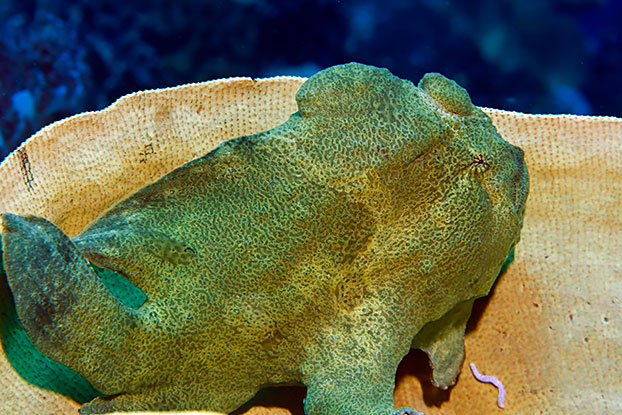 Le poisson crapaud peut être grand (jusqu'à 40 cm)