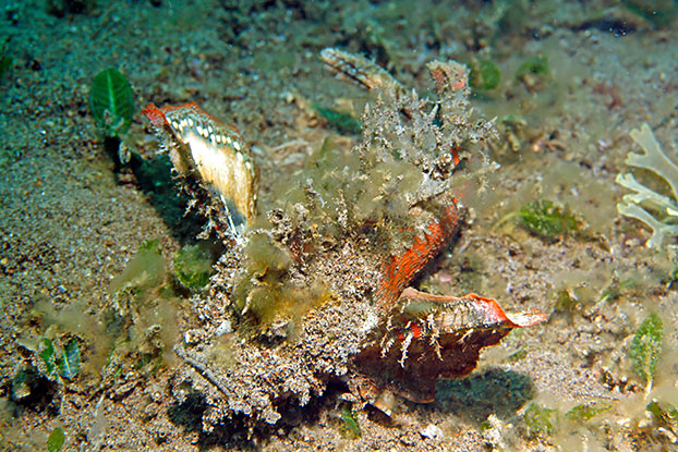 Poisson diable ! Il ne sait plus nager et marche sur le fond !