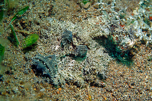 Poisson diable en chasse