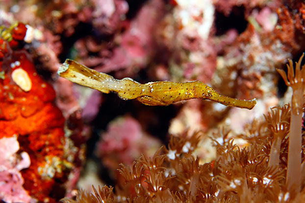 Poisson fantome robuste
