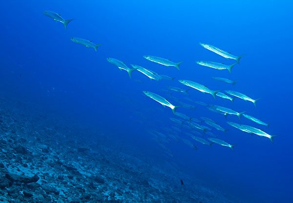 Barracudas