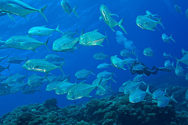 Carangues dans la passe de Tiputa à Rangiroa.
