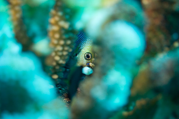 Dascyllus, caché au fond de son abri