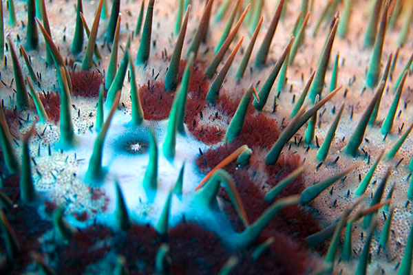 Acanthaster ou coussin de belle-mère