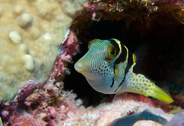Canthigaster couronné