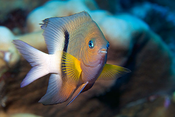 Demoiselle à barre noire