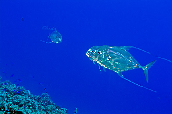 Carangues échevelées