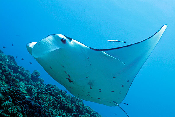 Raie Manta sur l'atoll de Toau