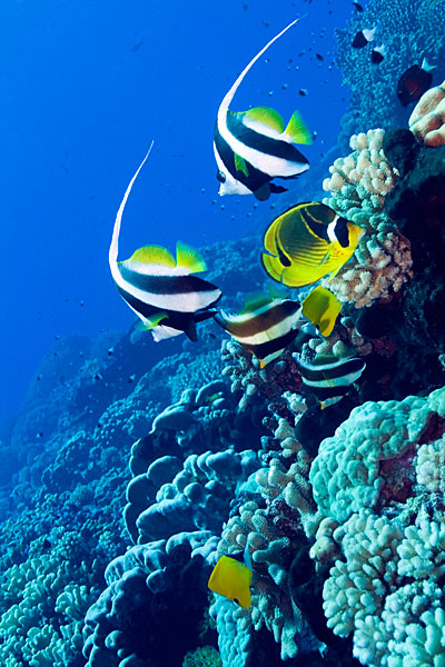 Papillons et cochers