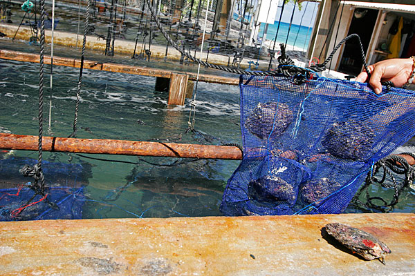 Parc transitoire: une huître ne peut survivre longtemps en dehors de l'eau.