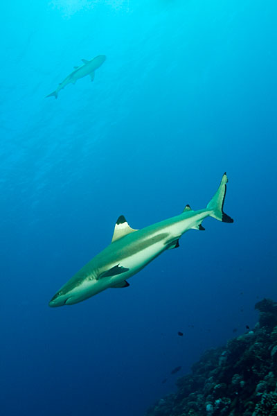 Pointes noires, Moorea