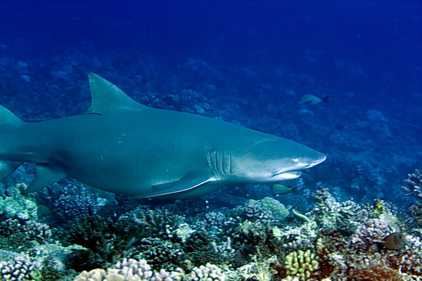 Requin citron, Moorea. Il fait 4 mètres de long en moyenne.
