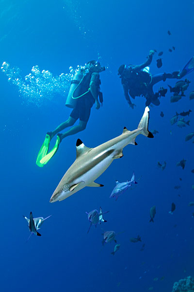 Pointes noires, Raïatea