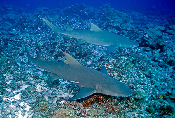 Requins citron de Bora Bora