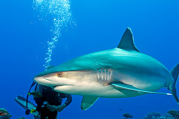 Requin tapete (pointe blanche de récif)