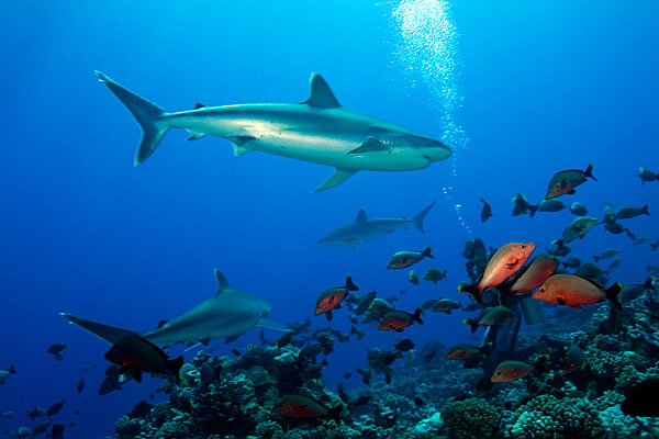 Les tapetes de la passe d'Avatoru à Rangiroa.