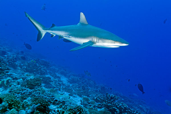 Requin gris de récif. Passe nord (Garuae) de Fakarava.