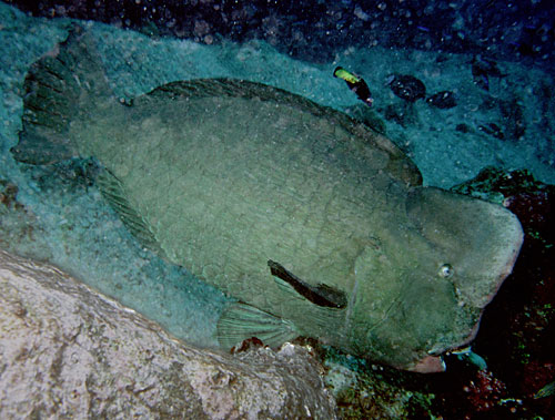 L'impressionnant perroquet à bosse. Aussi gros que moi !!