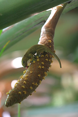 Le Gekko endemique des Seychelles. Il aide la polénisation de l'arbre mâle.