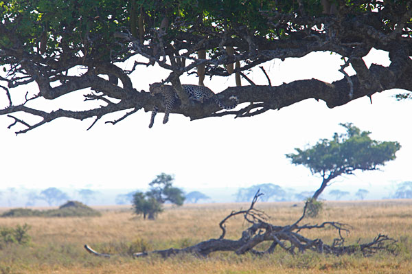 On trouve presque toujours les léopards dans les arbres.