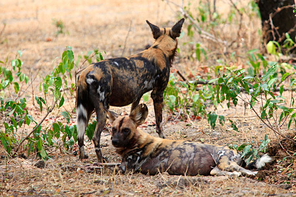 Le rarissime lycaon est une espèce en voie de disparition. Il n'en reste plus que 3000 !