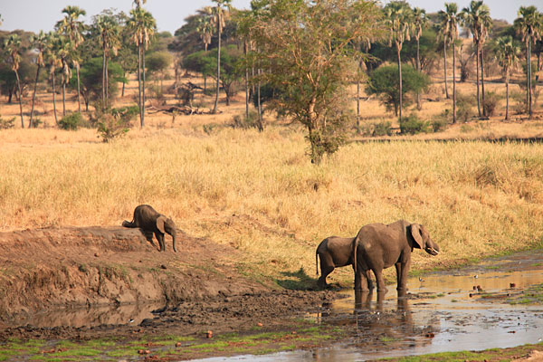 L'éléphanteau s'est trouvé coincé à cause de ses petites pattes ! Du coup il est sur ses genoux arrières !!