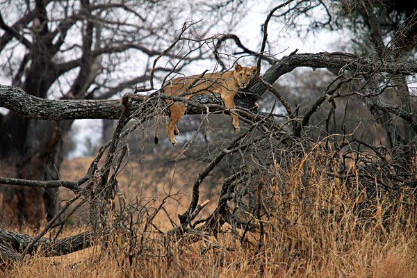 Les lions montent rarement dans les arbres.