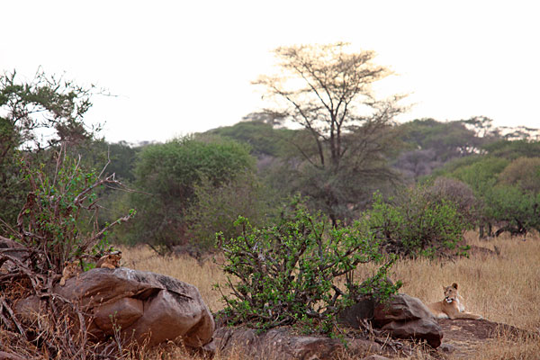 Mère lionne surveillant ses 2 petits.
