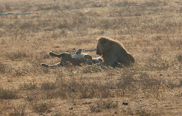 La femelle en redemande ;-)