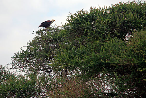 Pygargue à tête blanche