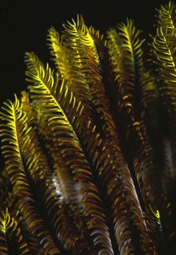 Comatule multicolore