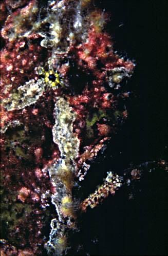 Incroyable poisson crapaud ! Ce poisson mimétique et rare sait à peine nager !