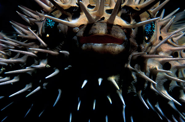 Poisson porc-épic. Je ne suis pas fier de cette photo car le moniteur de plongée le tenait ! Et il ne l'aurait pas laché tant que je n'avais pas pris la photo. J'avais beau lui dire ...