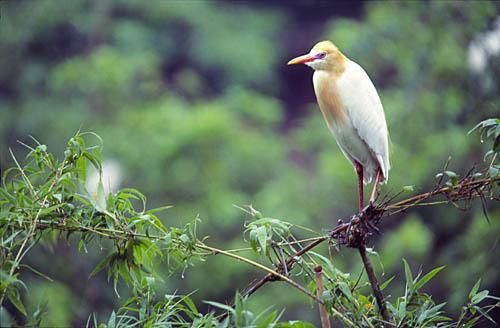 Le délta est un havre de paix pour les oiseaux