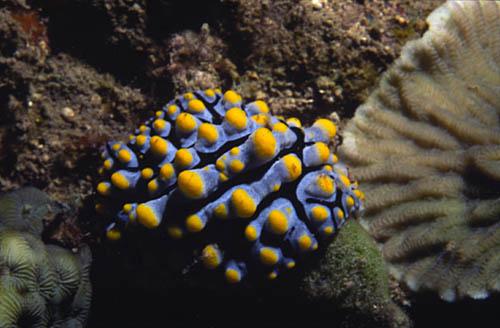 nudi10