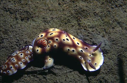 nudibranch
