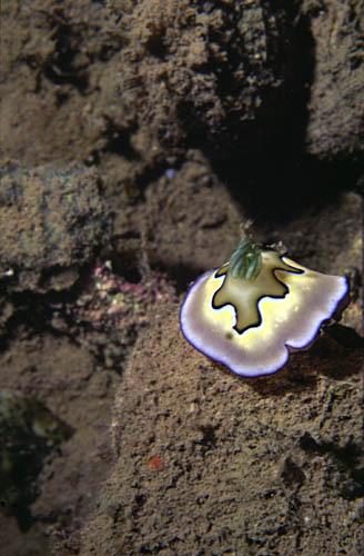 nudi8